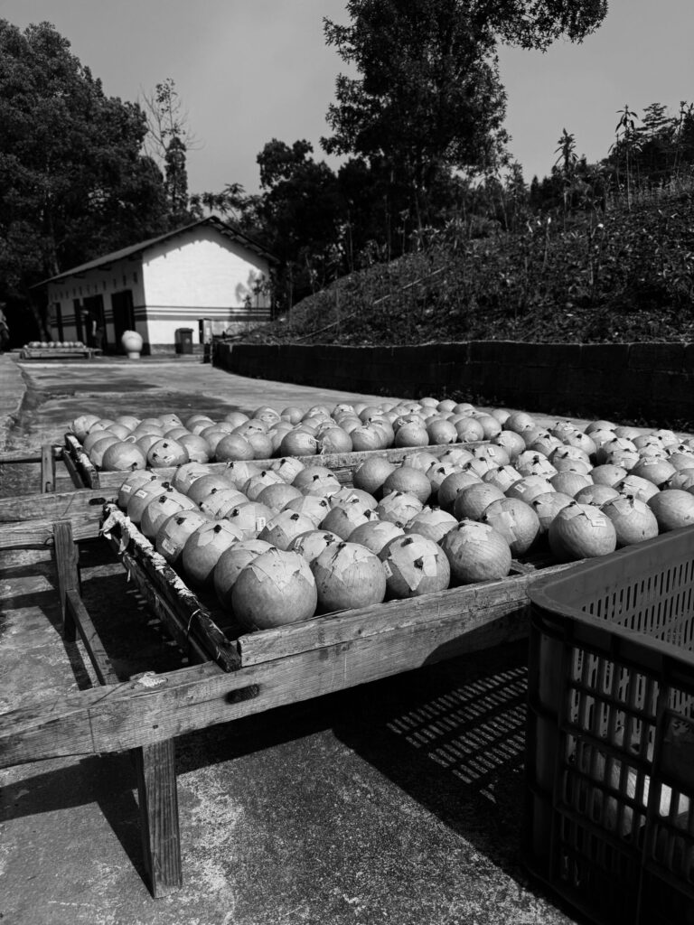 Firework Shells on Dry Rack